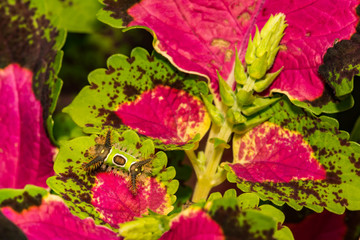 Saddleback Caterpillar (Acharia stimulea)