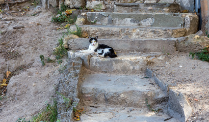 Old open exterior stone staircase. Stone, cement steps of an old staircase with traces of weathering and destruction. The cat lies on the ancient broken worn steps. Selective focus