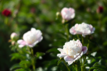 White peonies in the garden