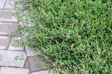 Fototapeta na wymiar Knotgrass growing on the edge of the pavement