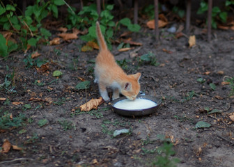 Red kitten drinking milk on the street