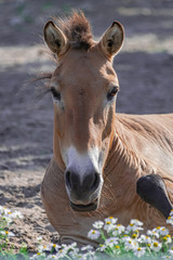 Fototapeta premium Przewalski horse head portrait (Equus ferus przewalskii) with afternoon sunlight