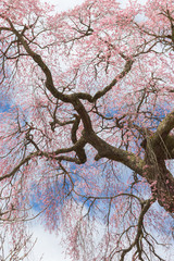 満開の枝垂れ桜と青空