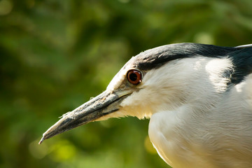 Birds with sharp beak looking curiously