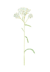 Watercolor hand drawn botanical illustration with wild field or meadow flower Common Yarrow (Achillea millefolilium).  Medicinal wild herb isolated on white background. © Lelakordrawings