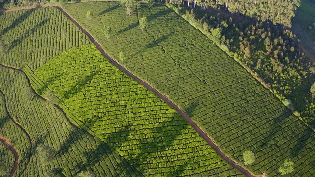 Aerial video of green tea plantation in Nilgiri mountains, Kerala, India.