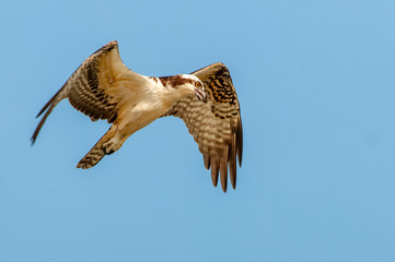 Osprey about to dive