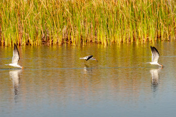 Skimmer