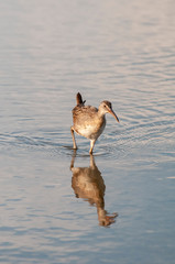 Clapper Rail