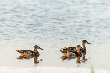 Northern Shoveler on coastal pond