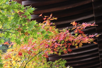 Fototapeta na wymiar autumn leaves in garden