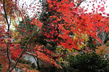 maple leaves in autumn