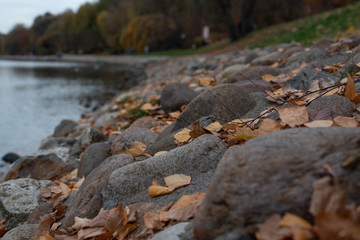 Fototapeta na wymiar Autumn leaves on river. Leaves lie on stones on embankment. Autumn in the park.