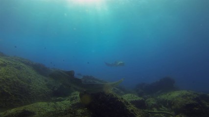 Beautiful Leopard Sharks. Zebra Sharks. Graceful Carpet Sharks Swimming Underwater On Peaceful Coral Reef & Sunlit Sea Surface In Calm Gentle Blue Sea Water. Aquatic Bottom Dwelling Shark Marine Life