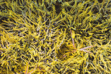 A beautiful flowers in blossom