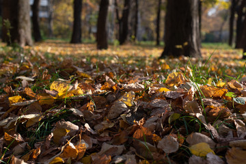 Autumn leaves in park. Selectable focus on the leaves. Green grass and yellow leaves.