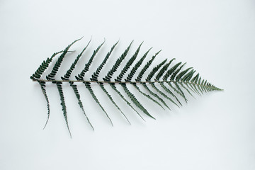 Forest flower leaf on white background. Flat lay, top view