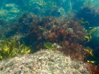 南伊豆　逢ケ浜でシュノーケル
