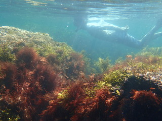 南伊豆　逢ケ浜でシュノーケル