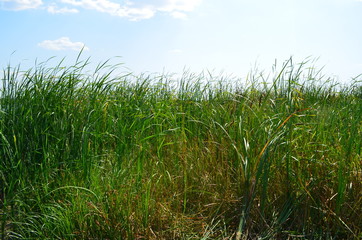 Reeds on the river bank