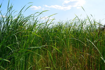 Reeds on the river bank