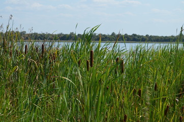 Fototapeta na wymiar Reeds on the river bank