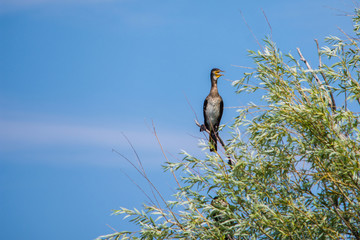 Cormorant bird (Phalacrocorax). Cormorant sitting in a tree on blue sky background. Soft selective focus.