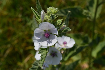 Wild mallow in the field