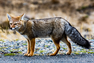 Naklejka na ściany i meble Patagonian grey fox