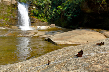 Jungle butterflies in their natural environment