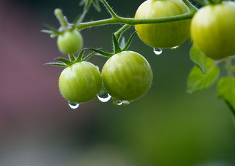 Gemüse aus dem Bio-Garten