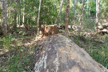 Naklejka na ściany i meble Tree stump and timber, deforestation