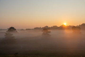 Obraz premium Sunrise and morning fog in the Brunssummerheide, The Netherlands