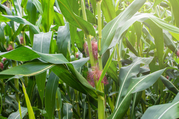 Fototapeta premium young corn and corn plant in the field.