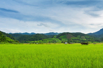 Green mountains and beautiful sky clouds under the blue sky