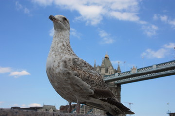 Selective focus on an English seagull. in the background the ancient tower of london