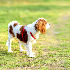Portrait Happy, curious dog King Charles Spaniel breed, on a bright spring grass background.