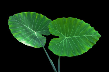 taro leaf isolated on black background