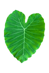 Fototapeta premium taro leaf isolated on white background