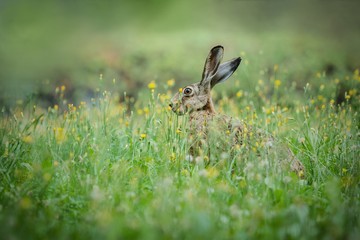 Wild brown hare with long ears hiding in green grass with yellow flowers. Blurry background. Summer day in nature.