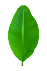 banana leaf isolated on white background, File contains a clipping path