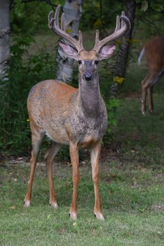Superb male deer with its new plume © Gilles Rivest