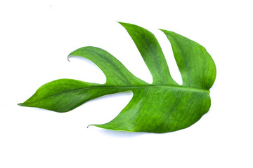 Tropical jungle Monstera leaves isolated, Swiss Cheese Plant, isolated on white background