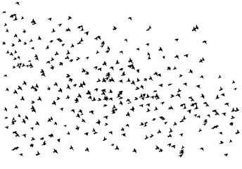 A flock of flying birds. A lot of soaring birds. Vector illustration