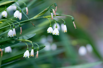 mini bell flower in white