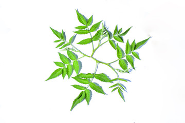 Fresh green raspberry leaf on white background