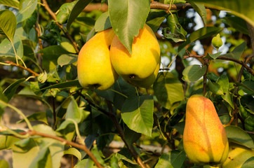 Ripe sweet pears are ready to harvest.Autumn fruit harvest in the garden