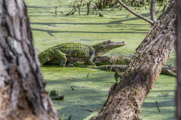 alligator in nature