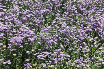 Obraz premium Pastel violet flowers of Erigeron speciosus in June