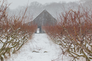 snow covered peach orchard in southern maryland calvert county usa - obrazy, fototapety, plakaty